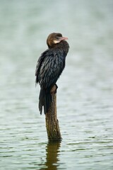 The pygmy cormorant (Microcarbo pygmaeus)