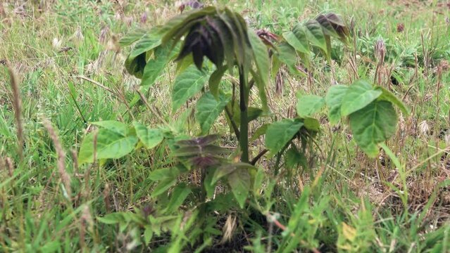 A sprout is a young plant (sobole) of Asian sumach (Ailanthus altissima)