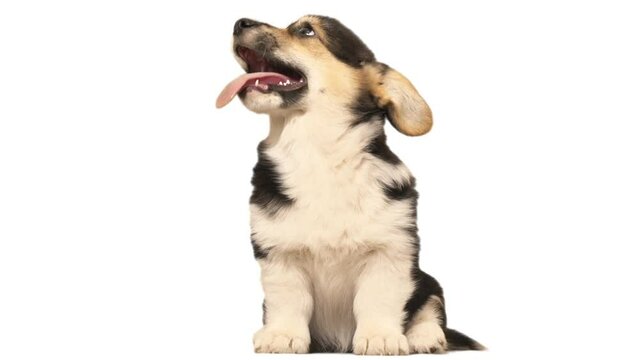 Corgi puppy on white background