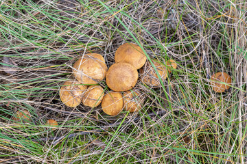 A group of honey agarics in a clearing under the grass. Close-up of edible mushrooms.