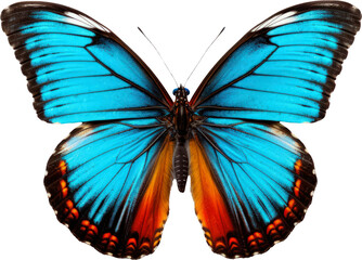 Butterfly Transparent Background PNG Clipart