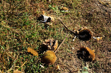 dried ripe sunflower field awaiting harvest.