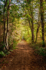 Fototapeta na wymiar A woodland path through a forest in the Dordogne region of France with autumnal foliage