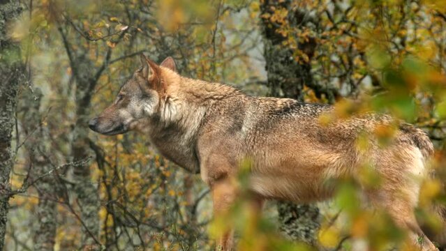 Eurasian wolf (Canis lupus) yawning in birch forest, Norway - filmed in captivity