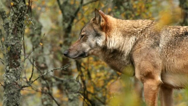 Eurassian wolf (Canis lupus) in boreal forest, Norway - filmed in captivity