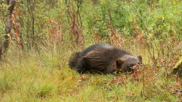 Wolverine (Gulo gulo) scratching on woodland floor, Norway - filmed in captivity