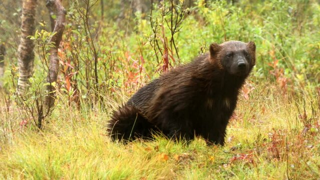 Wolverine (Gulo gulo) running off in woodland in Norway - filmed in captivity