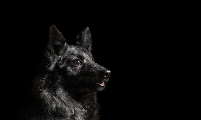hungarian mudi shepherd dog profile head portrait on a black background in the studio