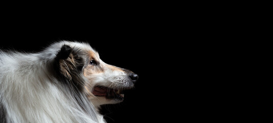 old tricolor rough collie dog profile head portrait on a black background in the studio - obrazy, fototapety, plakaty
