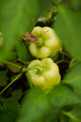 Fototapeta premium Green peppers grown in a greenhouse. Farm for growing vegetables.