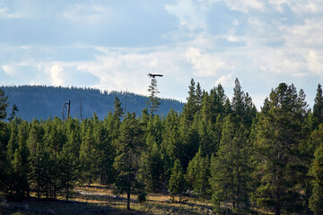 Grand Prismatic Spring, Yellowstone National Park