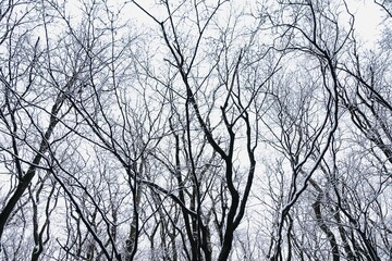 冬枯れの木の枝