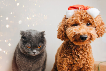 Close-up small ginger poodle dog in a Santa cap and grey cat on a light background. Pet's portrait. Christmas greetings card, front view