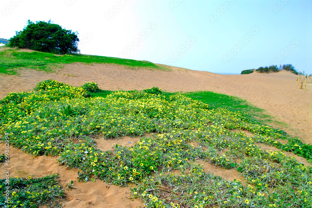 Wall mural The invasive cap weed plant (Arctotheca calendula), native to South Africa, occupies a sandy area on the Basque coast