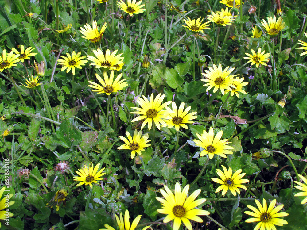 Poster flowers of the invasive cap weed plant (arctotheca calendula), native to south africa.