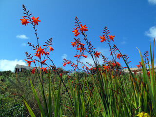 Flowers of the invasive plant Crocosmia × crocosmiiflora, a hybrid created in France that invades...