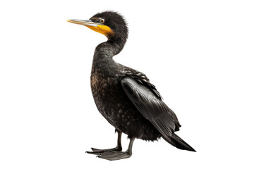 Cormorant in Isolation on isolated background