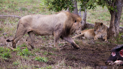 a pride of lions feeding on an African buffalo carcass