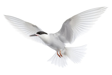 A True To Life Fairy Tern on isolated background