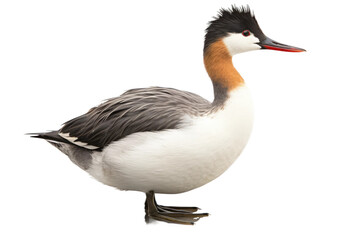 Graceful Grebe A Realistic Portrait on isolated background