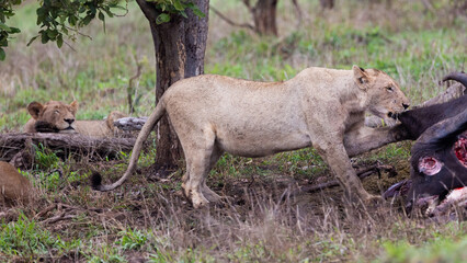 a pride of lions feeding on an African buffalo carcass
