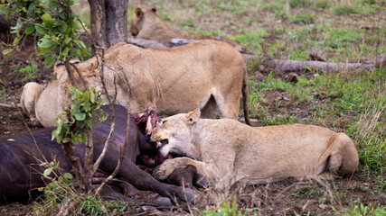 a pride of lions feeding on an African buffalo carcass