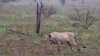a lioness in stalking mode