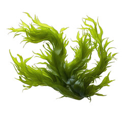 Laminaria (kelp) seaweed isolated on transparent background - obrazy, fototapety, plakaty