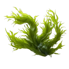Foto op Plexiglas Laminaria (kelp) seaweed isolated on transparent background © Neda Asyasi
