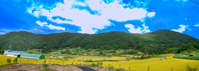 Panoramic view of a agriculture land in South korea with plants are paddy fields