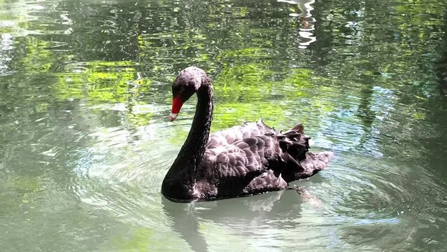 Graceful Black swan swimming on a lake in the sun's rays. The mute swan