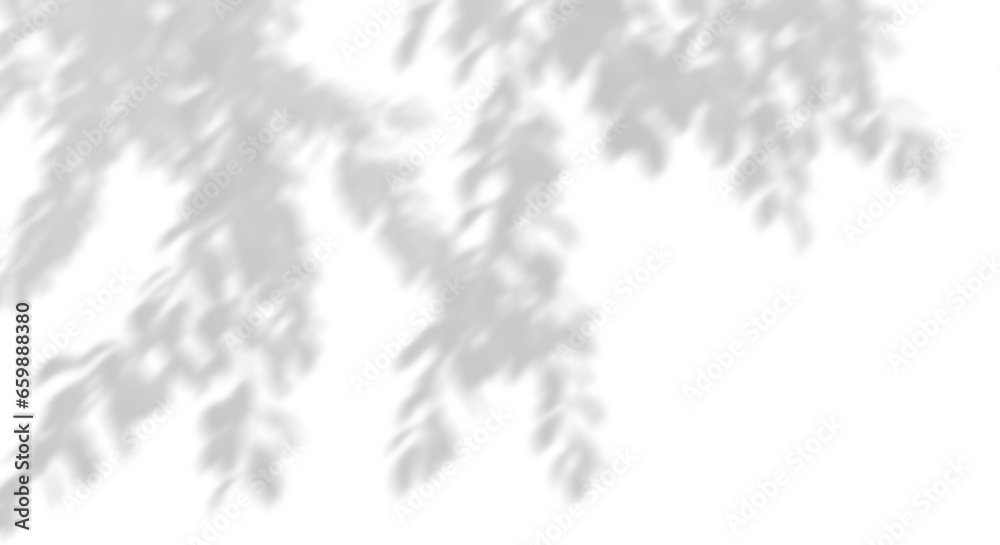 Aufkleber shadow tree branches leaves moving flow on transparent backgrounds 3d render png