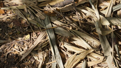 Close up of tree in the forest. Selective focus.