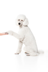Giving paw. Purebred dog, white riyal poodle sitting and training commands isolated on white studio background. Concept of domestic animals, beauty, pet friend, grooming, vet care. Copy space for ad