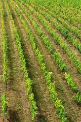 Fototapeta na wymiar Rows of vines in summer near Modra. Czechia. 