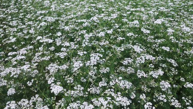 Coriander (Coriandrum sativum) field blooms in late spring. Flavoring condiment (kitchen herbs) and a wonderful honey (nectariferous) plant. Use in perfumery, cosmetics, soap making, gin production