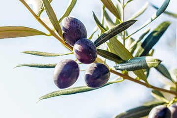 black olive branches on blue sky background - 659890729