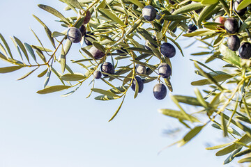 black olive branches on blue sky background - 659890969