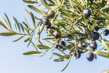 black olive branches on blue sky background - 659890985