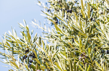 black olive branches on blue sky background - 659891100