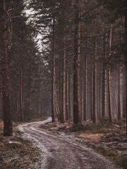 road in the woods with snow