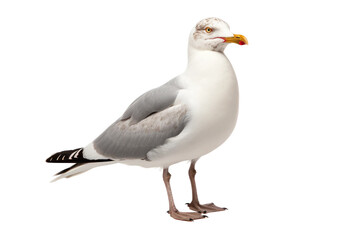 Isolated Gull Realism on isolated background