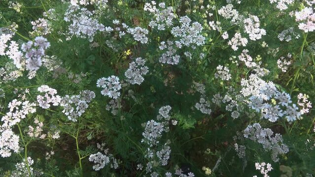 Coriander (Coriandrum sativum) field blooms in late spring. Flavoring condiment (kitchen herbs) and a wonderful honey (nectariferous) plant. Use in perfumery, cosmetics, soap making, gin production