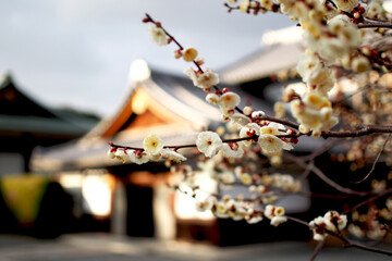 A picture of plum blossoms on a blurred background of a Japanese temple.