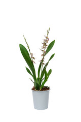 Cambria orchid isolate on a white background. Tropical flower in a flowerpot. Spider orchid