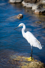 A great egret looks for prey.