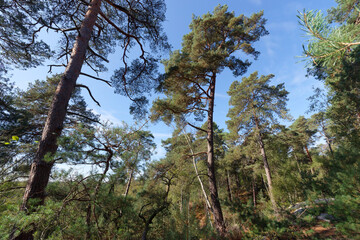 Forest path in Ermenonville forest. Oise-Pays-de-France  Regional Nature park