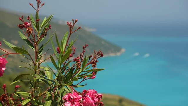View of Oleander flowers and boats on turquoise sea near Agkonas, Kefalonia (Cephalonia), Ionian Islands, Greek Islands