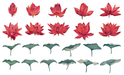 Vector colorful lotus flowers set, wallpaper, background, postcard. Luxurious.	
