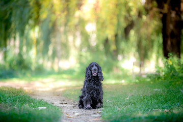 Magnifique portrait d'un chien noir de race cocker dans la nature